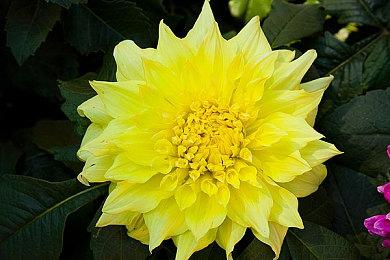 任天堂为《大金刚鼓》商标续期 经典作品或将回归